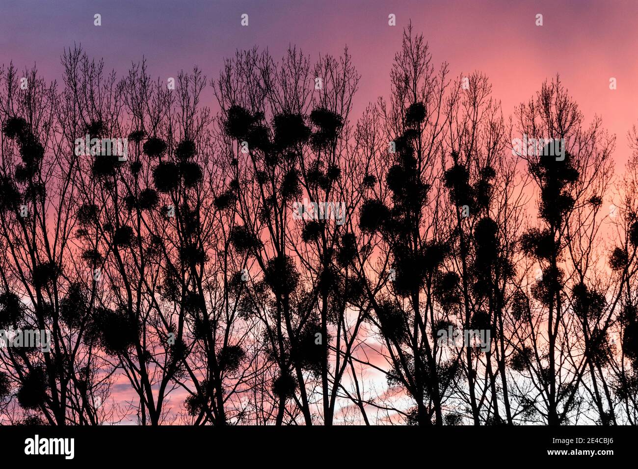 Traiskirchen, mistletoes all'albero, tramonto a Wienerwald / Vienna Woods, Niederösterreich / bassa Austria, Austria Foto Stock