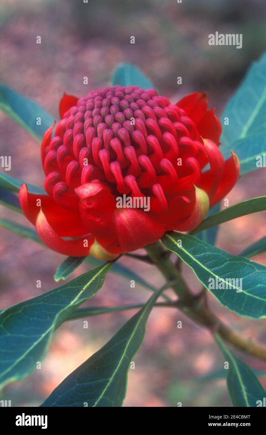 PRIMO PIANO DI TELOPEA FLOWER (WARATAH) FREGIO FLOREALE DEL NUOVO GALLES DEL SUD, AUSTRALIA. Foto Stock