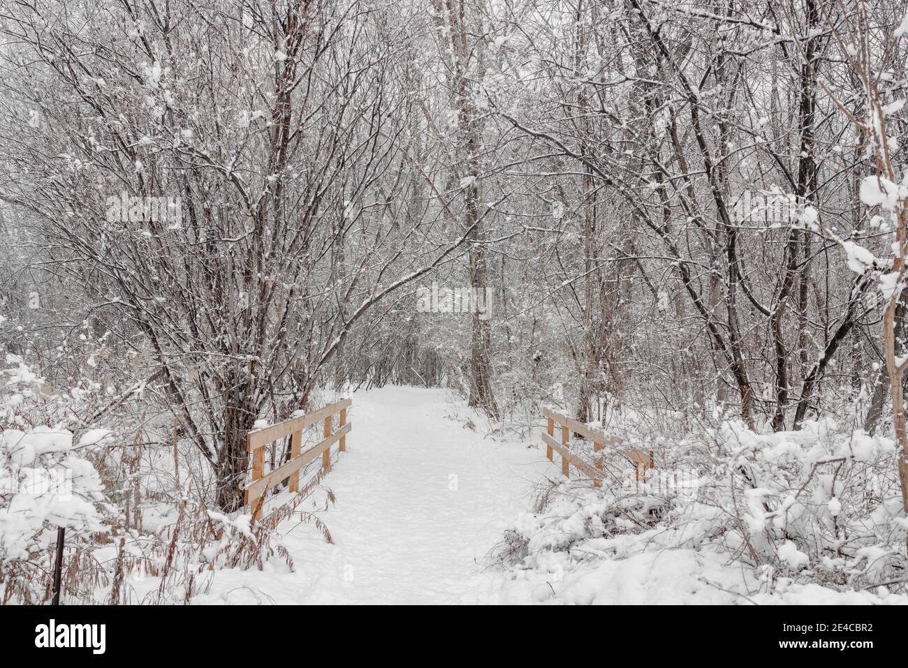 Parco forestale invernale scenario di alberi coperti da neve bianca percorso tranquillo durante la tempesta di neve. Quebec, Canada Foto Stock