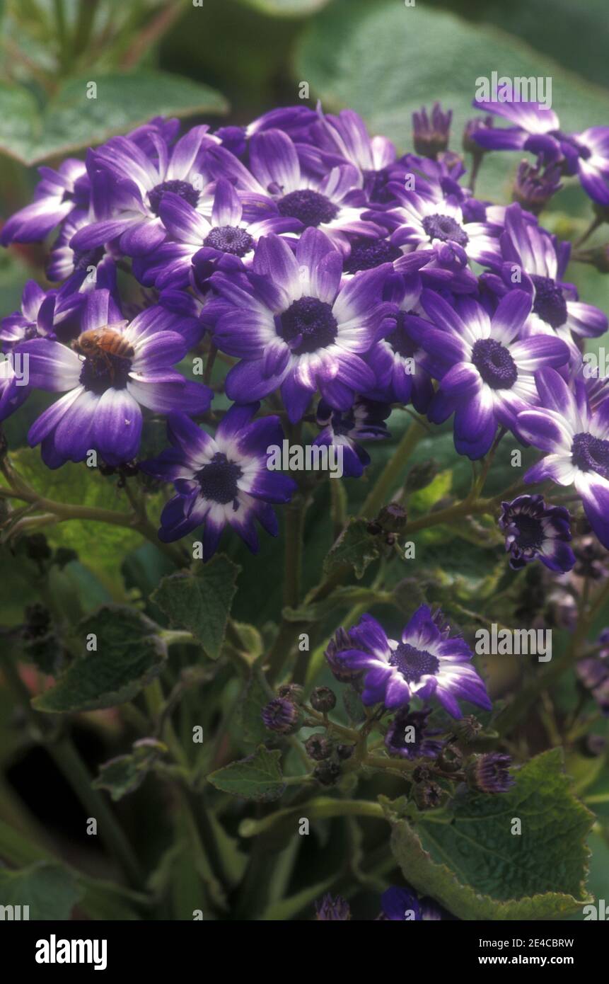 CINERARIE VIOLA E BIANCHE (SENECIO CRUENTUS SYN SENECIO X HYBRIDUS, PERICALLIS CRUENTA NOTA ANCHE COME CINERARIA DEI FLORISTI. AUSTRALIA. Foto Stock