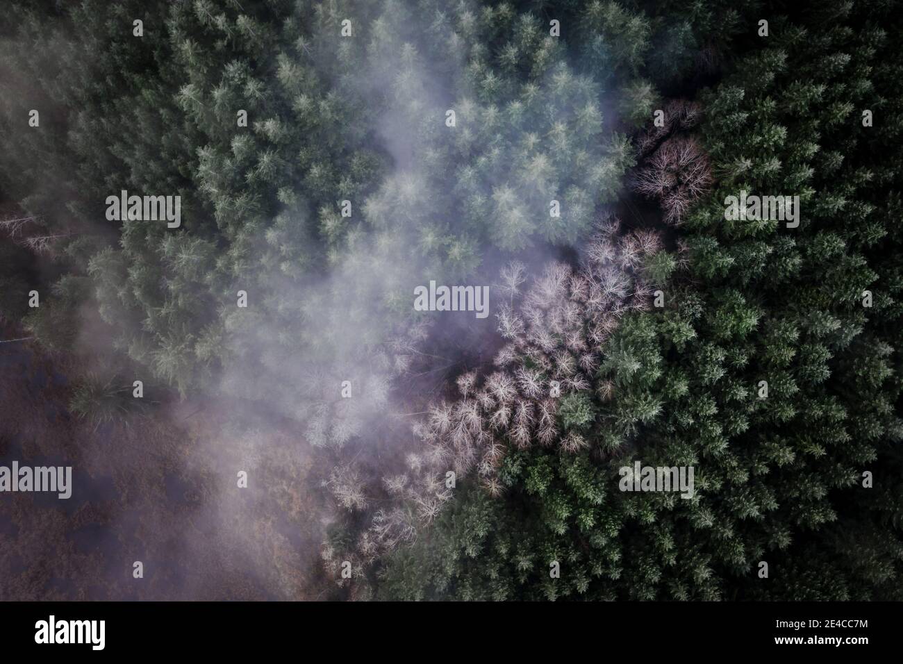 Nebbia e nebbia sulla foresta dell'Oregon in inverno, vista birdseye Foto Stock
