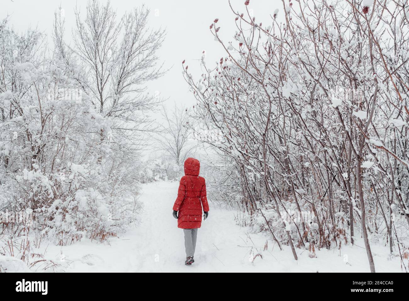 Inverno neve tempesta neve alberi coperti. Donna in camice rosso che cammina a basse temperature all'aperto nel parco naturale Foto Stock
