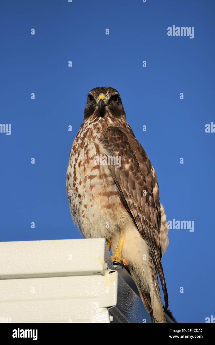 Falcon a spalla rossa, Cocoa, FL Foto Stock