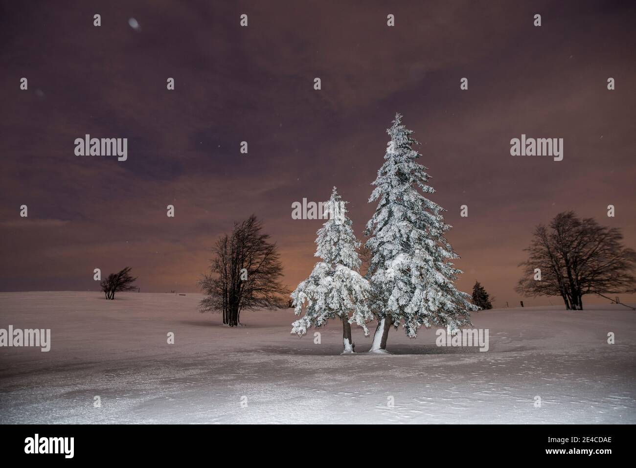 alberi innevati su un pascolo di montagna di notte Foto Stock