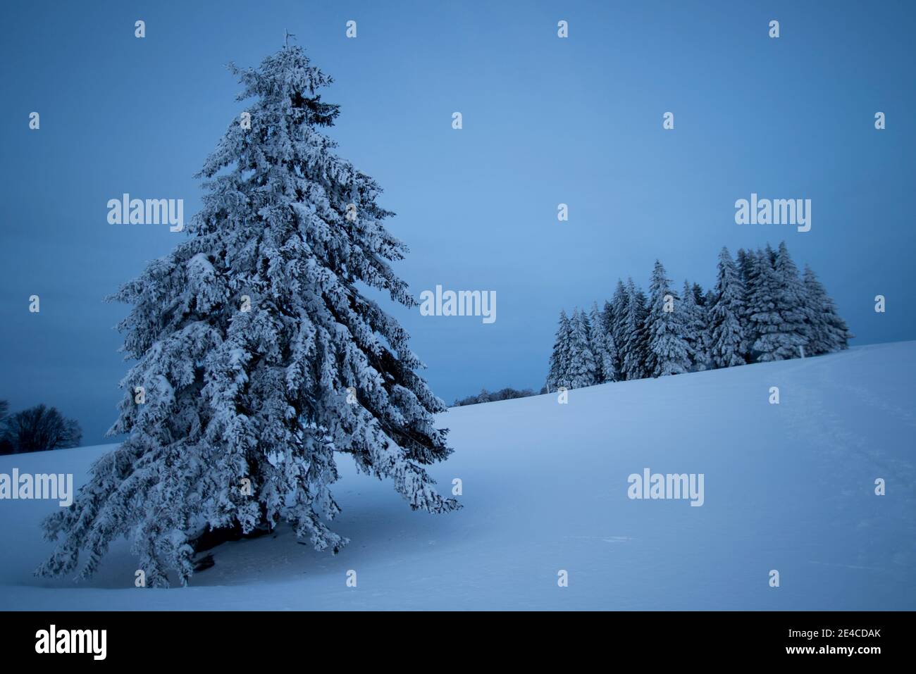 ora blu, alberi innevati su pascoli di montagna Foto Stock