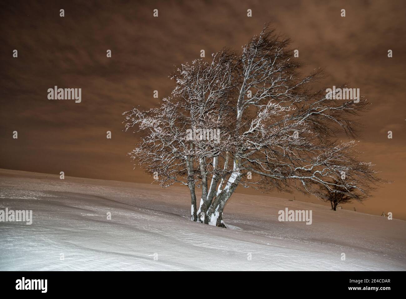 alberi innevati su un pascolo di montagna di notte Foto Stock