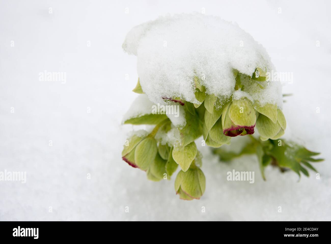 hellebore puzzolente di neve Foto Stock