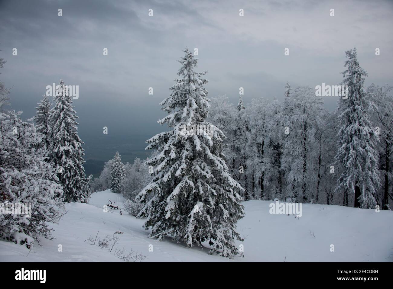 Paesaggio invernale, neve fresca in montagna con prati e alberi Foto Stock