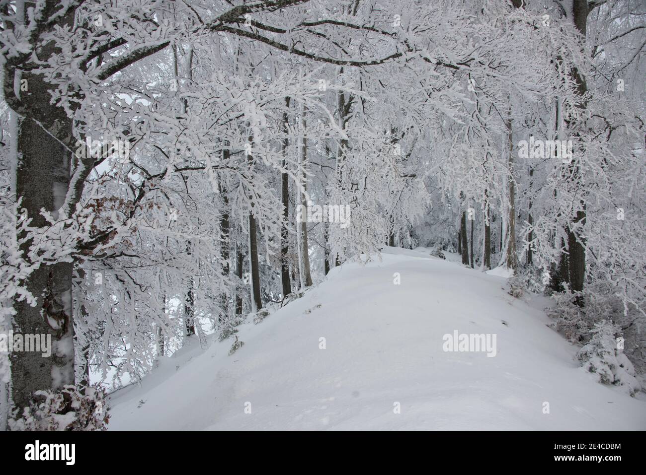 Paesaggio invernale, neve fresca in montagna con prati e alberi Foto Stock