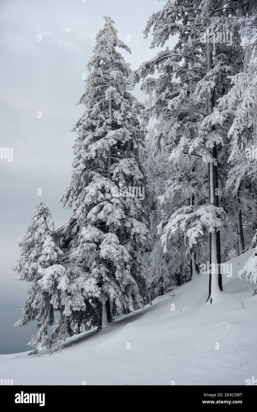 Paesaggio invernale, neve fresca in montagna con prati e alberi Foto Stock