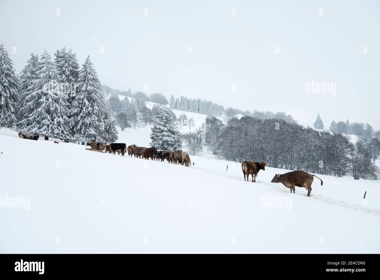 Mucche su un prato alpino nevoso Foto Stock