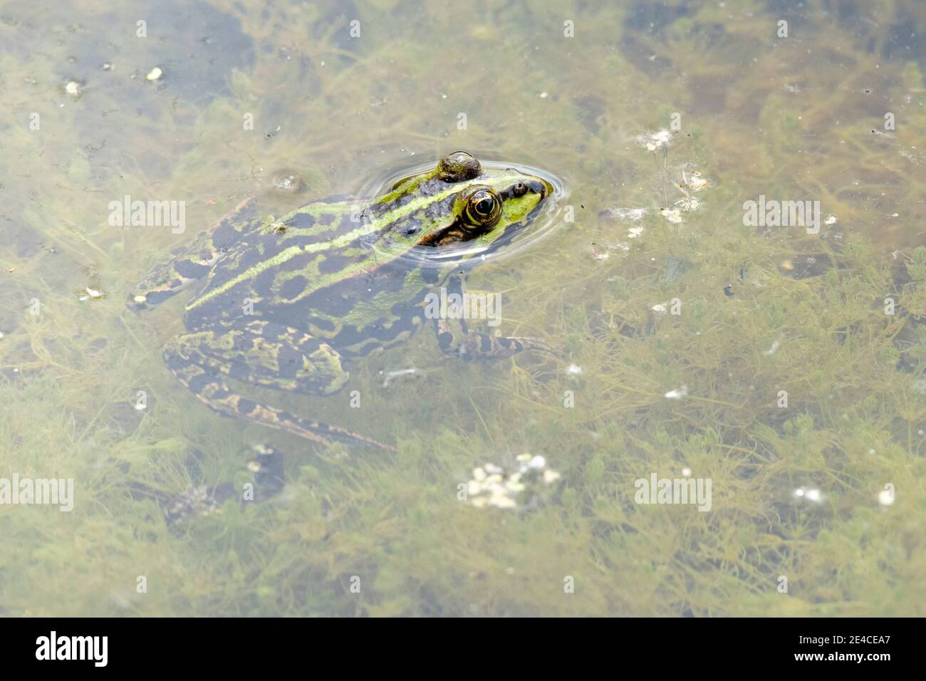 Rana da laghetto (Pelophylax kl. Esculentus, Pelophylax 'esculentus', Rana 'esculenta') Foto Stock