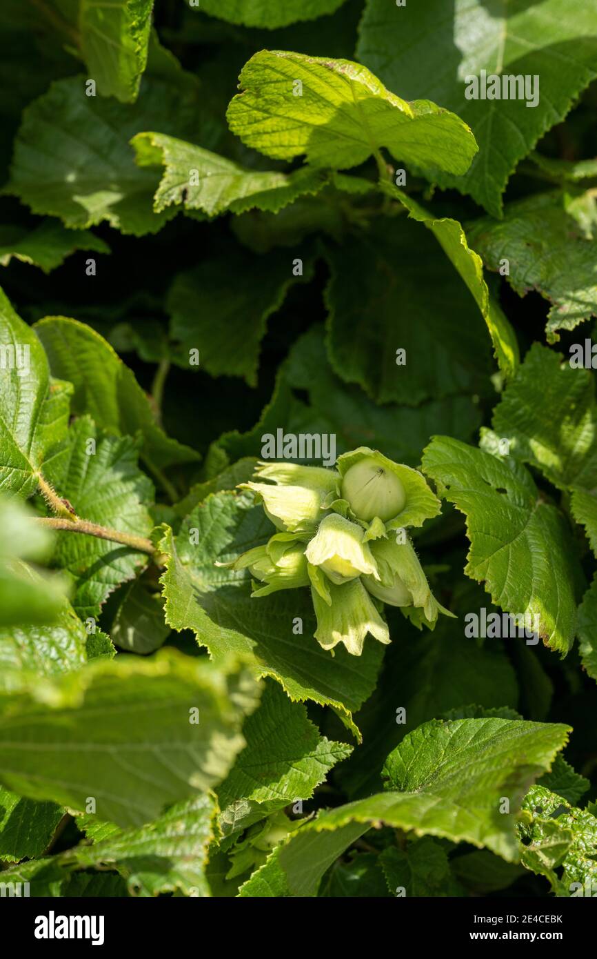 Nocciolo comune (Corylus avellana), anche cespuglio di nocciole o cespuglio di nocciole. Foto Stock