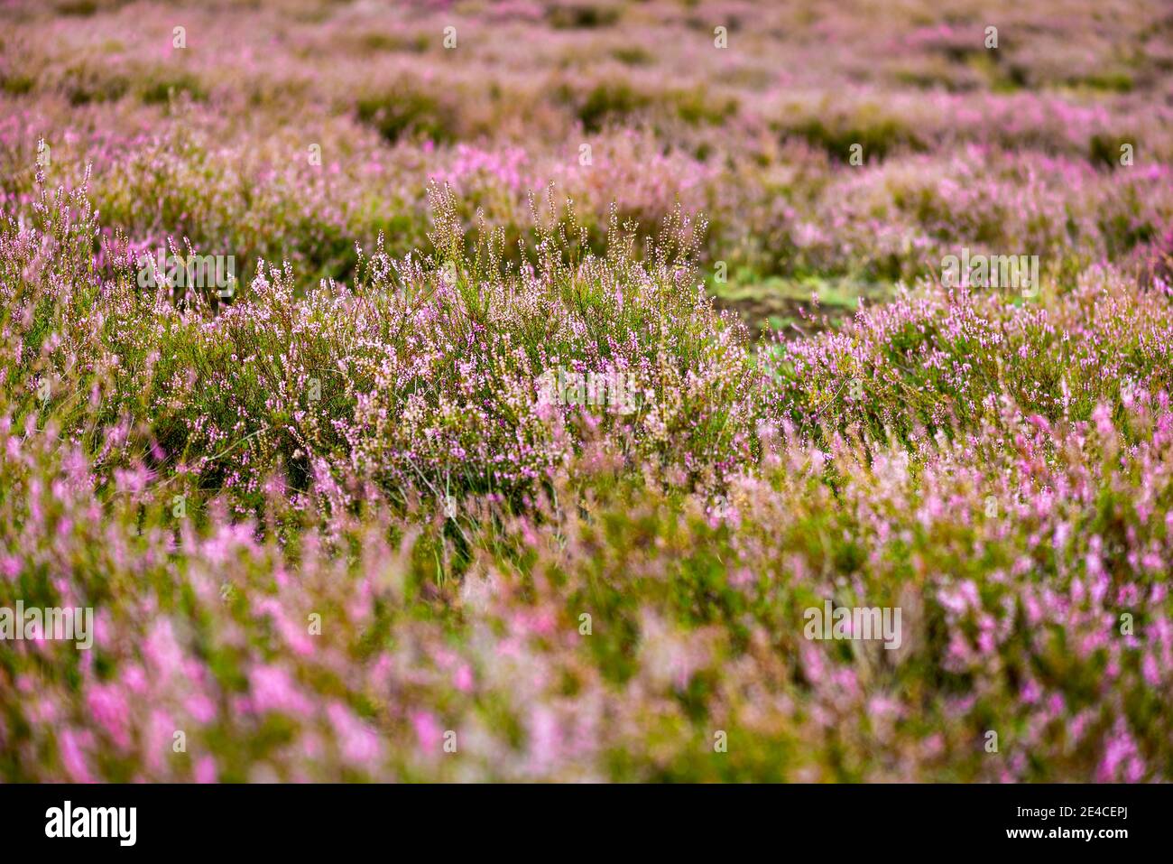 Impianti di Heath nel Nemitzer Heide, riempimento dello schermo Foto Stock