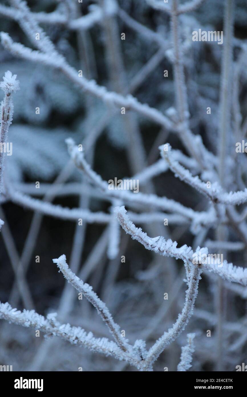 Raureif im Isartal auf der Strecke in die Hinterriß bei Wallgau Foto Stock