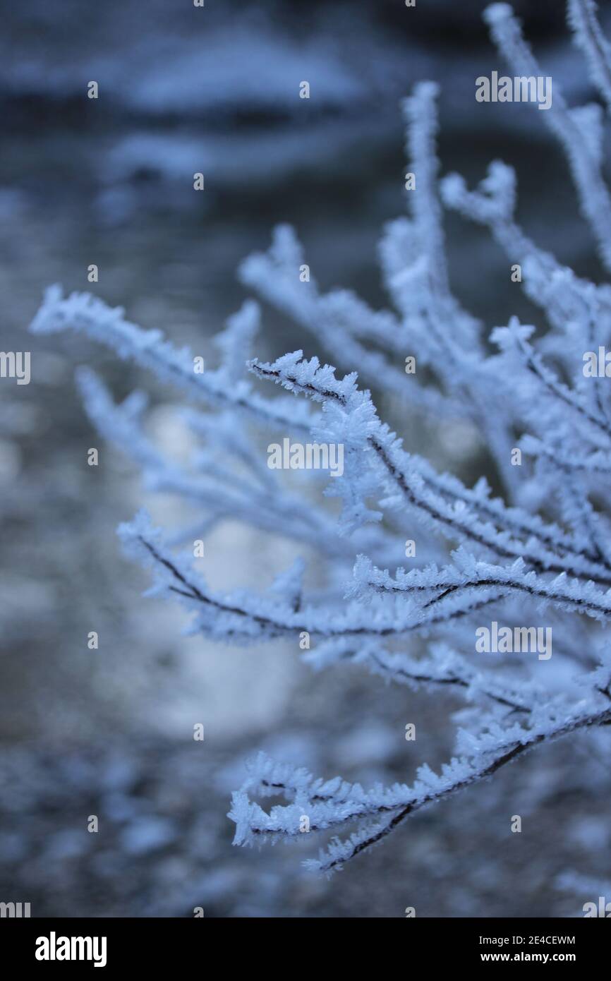 Raureif im Isartal auf der Strecke in die Hinterriß bei Wallgau Foto Stock