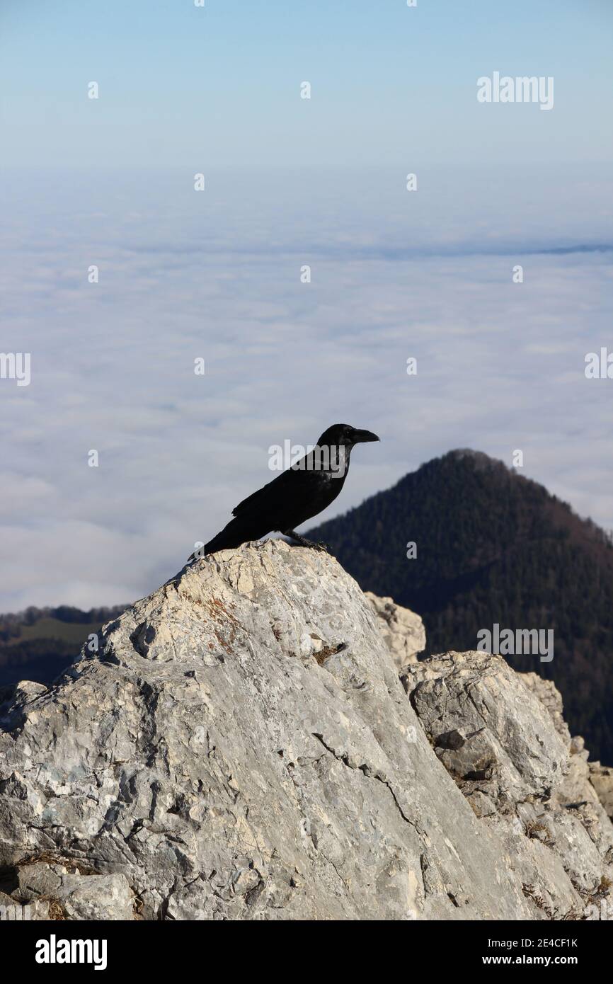 Escursione fino alla cima del Kampenwand (1669 m) nel Chiemgau, Alpi Chiemgau, vicino Aschau, alta Baviera, Baviera, Germania meridionale, Germania Foto Stock