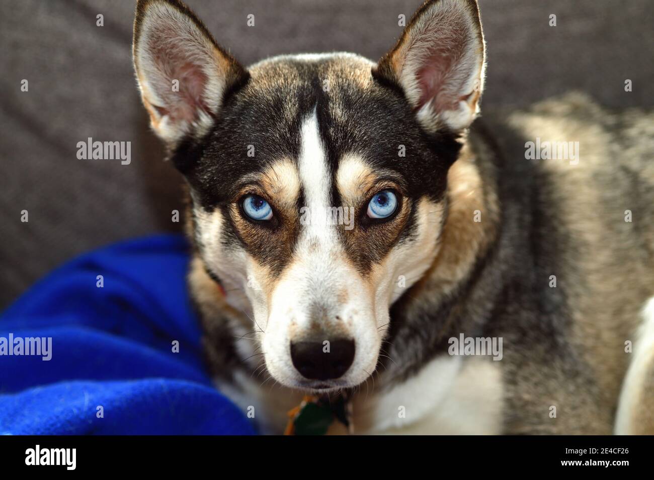 Schaumburg, Illinois, Stati Uniti. Un cane di razza mista con tratti di razza Husky significativi, tra cui gli occhi blu, gode di relax su un divano soggiorno. Foto Stock