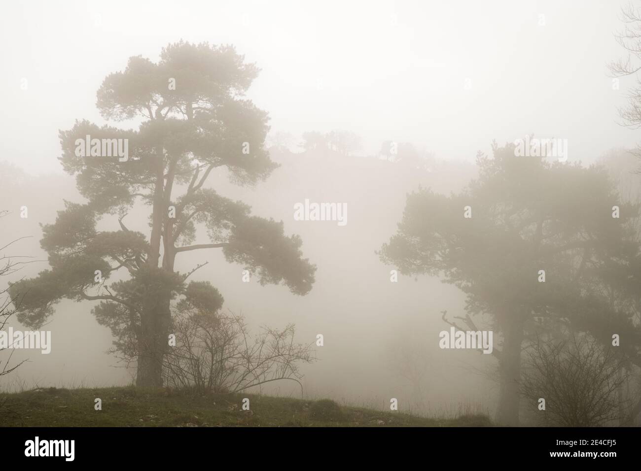 Silhouette di albero nella nebbia Foto Stock