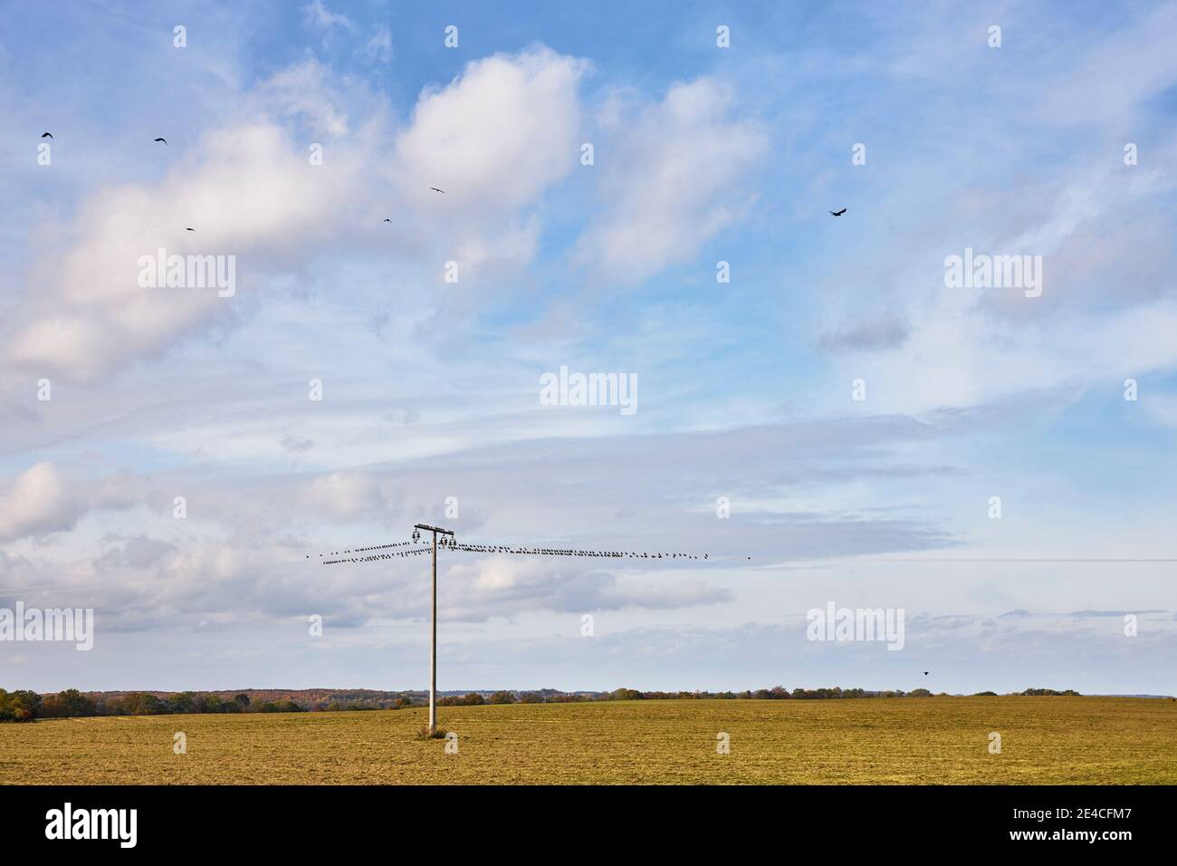 Paesaggio, linea elettrica, uccelli Foto Stock