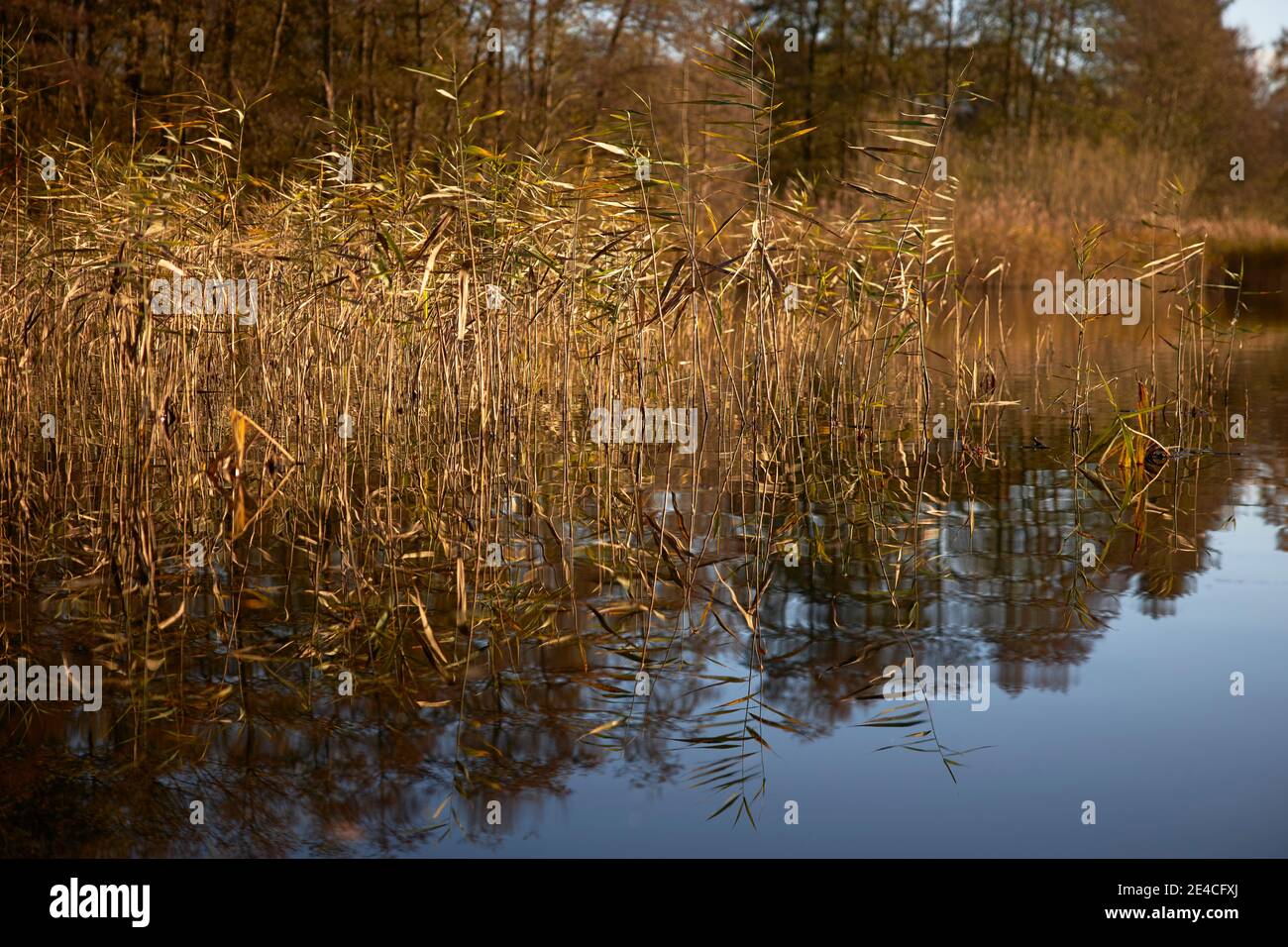 Canne, lago, autunno Foto Stock