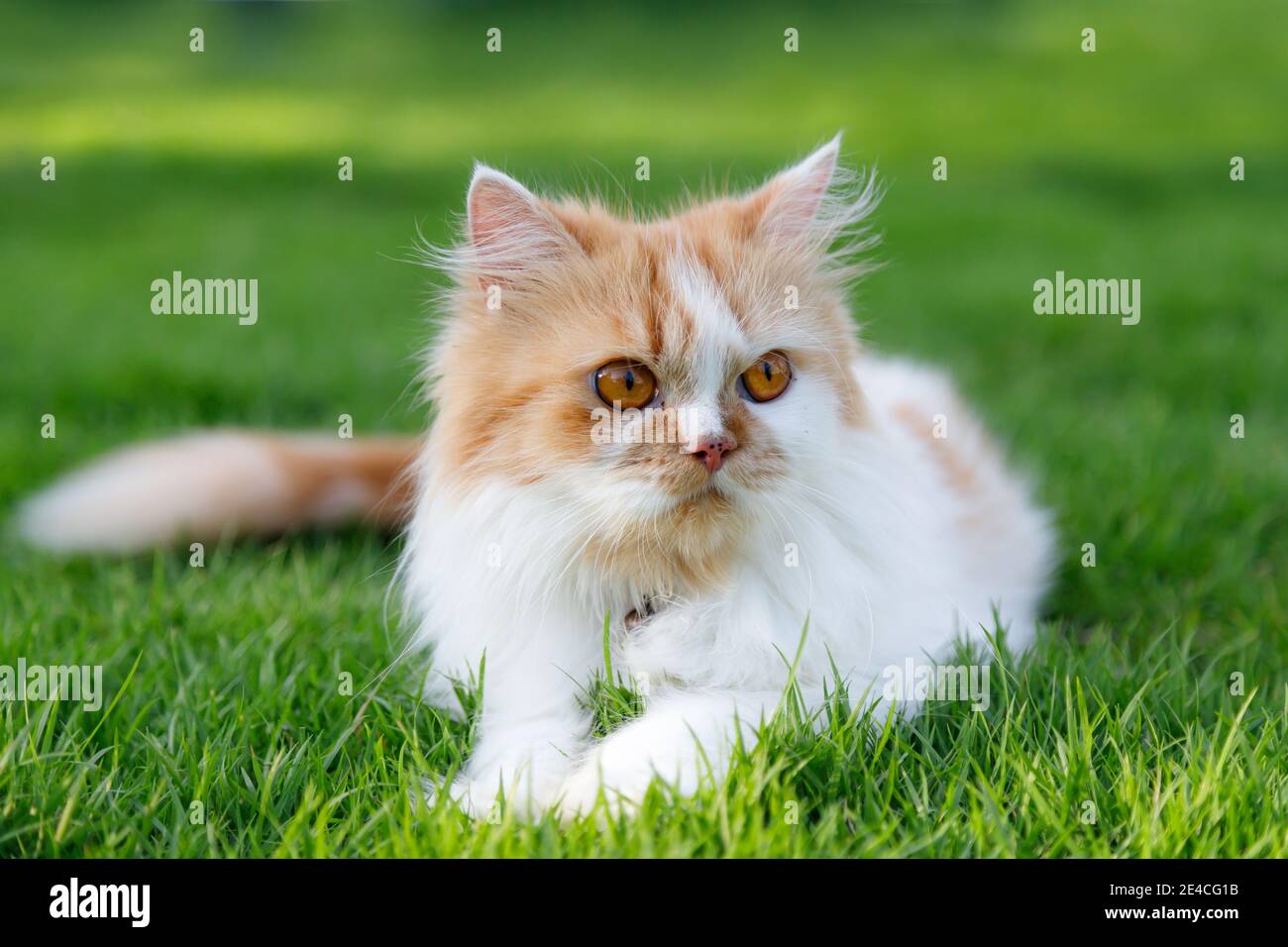 Il gatto persiano carino è seduto su un campo di erba verde, fuoco selettivo profondità di campo poco profonda Foto Stock