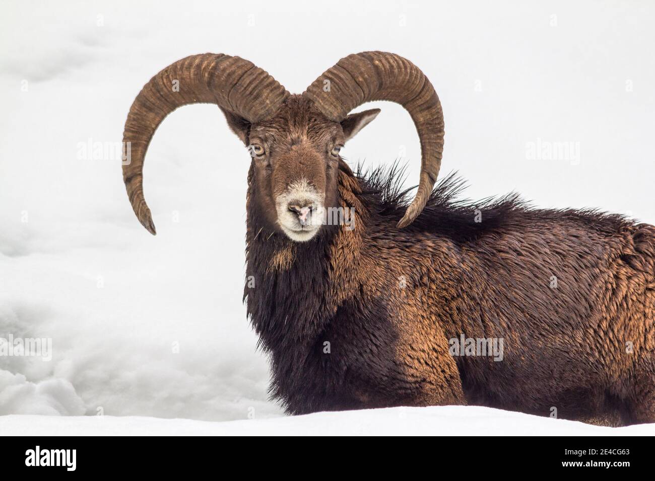 Europa, Italia, Veneto, Belluno, Agordino. Mouflon (ovis Musimon) maschio Foto Stock