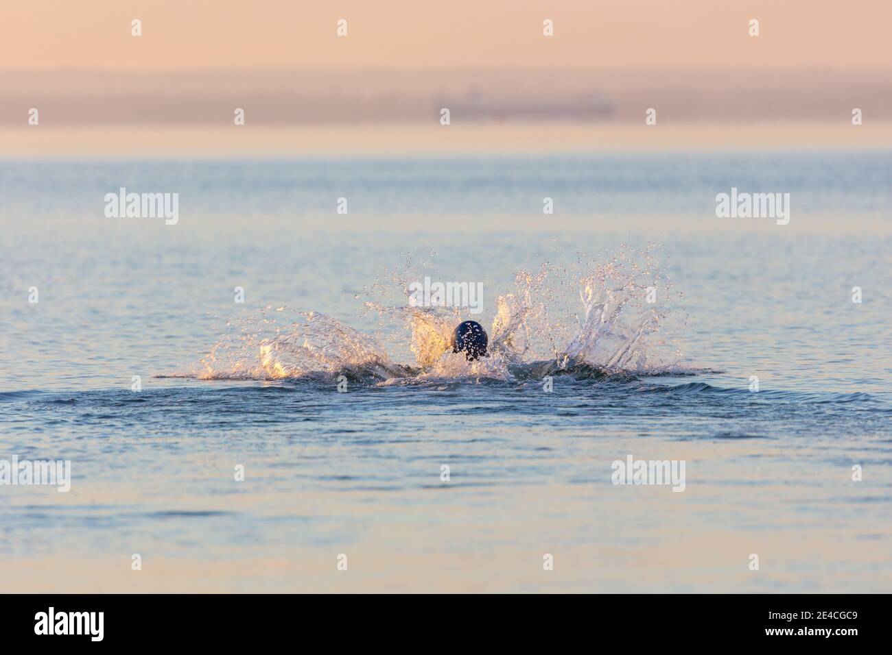Man 50 Plus FIT, con una muta in mare. Triathlon allenamento al mattino nel Mar Baltico. Nuoto, pratica il giro. Foto Stock