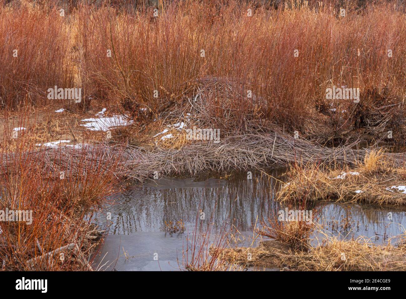 American Beaver Lodge (Castor canadensis) & abbondanza di salici a foglia di Narrowleaf. I rami di fronte sono da mangiare durante l'inverno, Castle Rock Colorado USA. Foto Stock