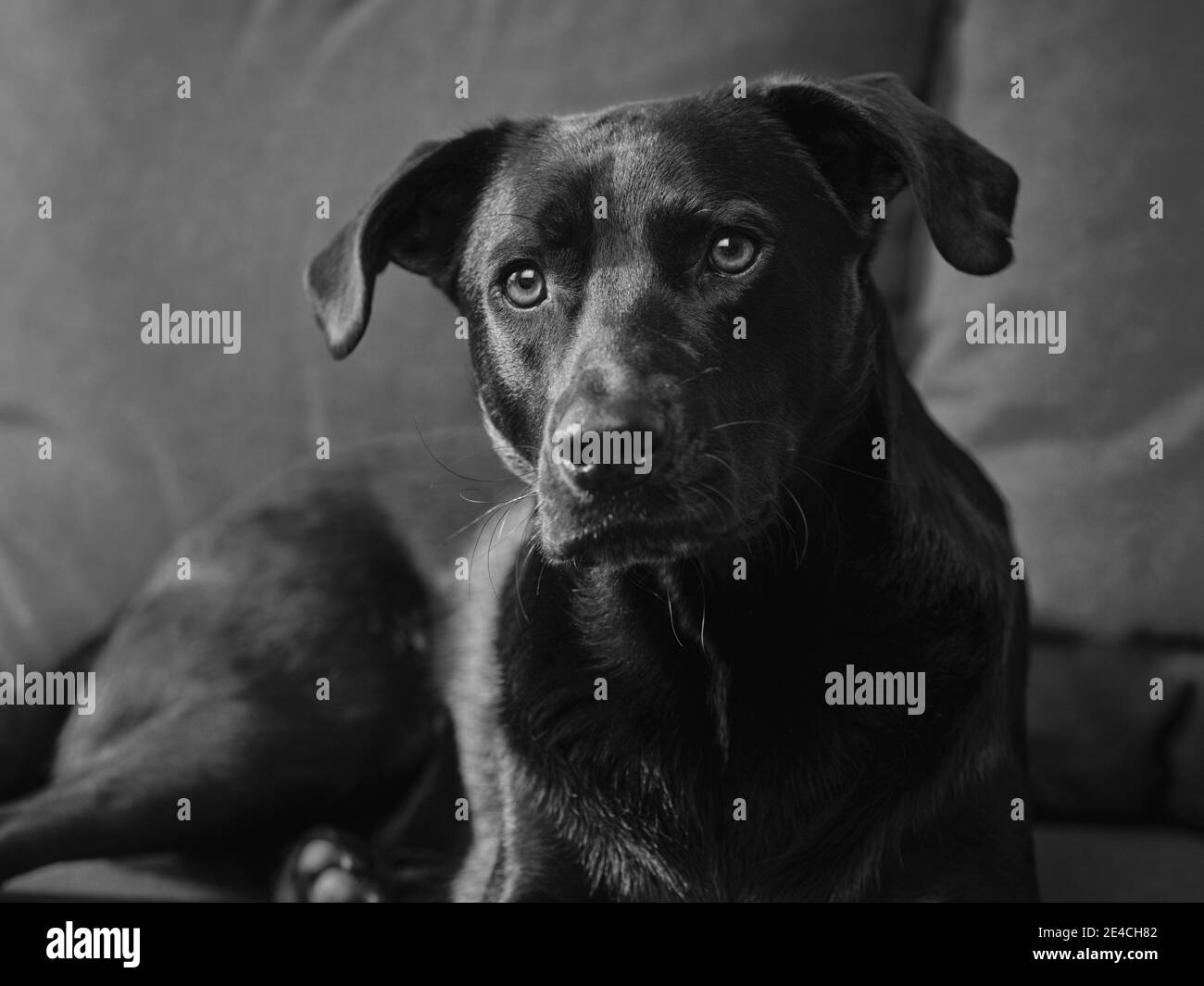 Interessato cercando cane maschio, Lab mix, su un divano. Foto Stock