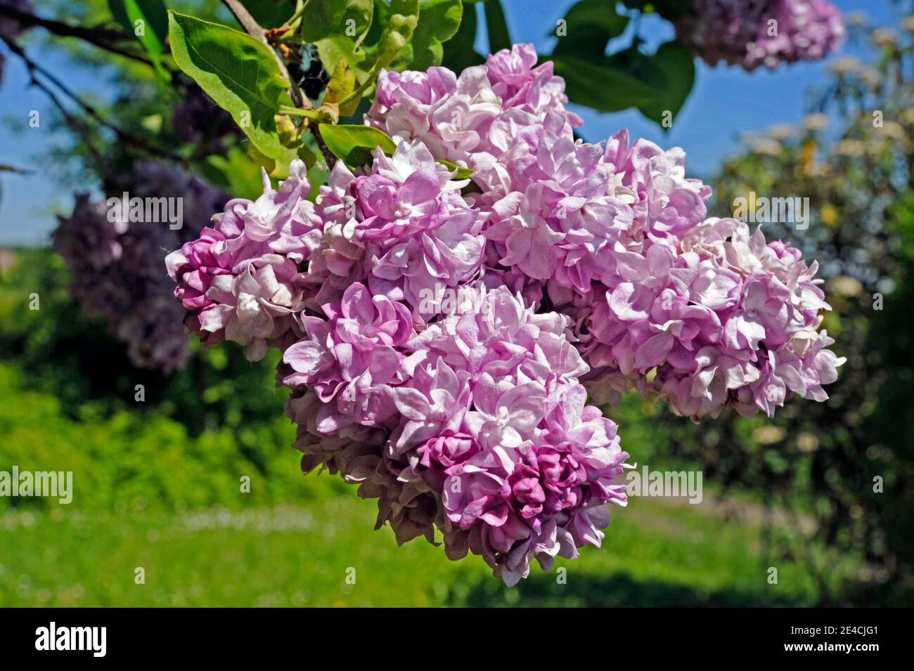 Cespuglio lilla rosa chiaro, un ibrido Syringa, attraente legno ornamentale nel parco e nel giardino Foto Stock