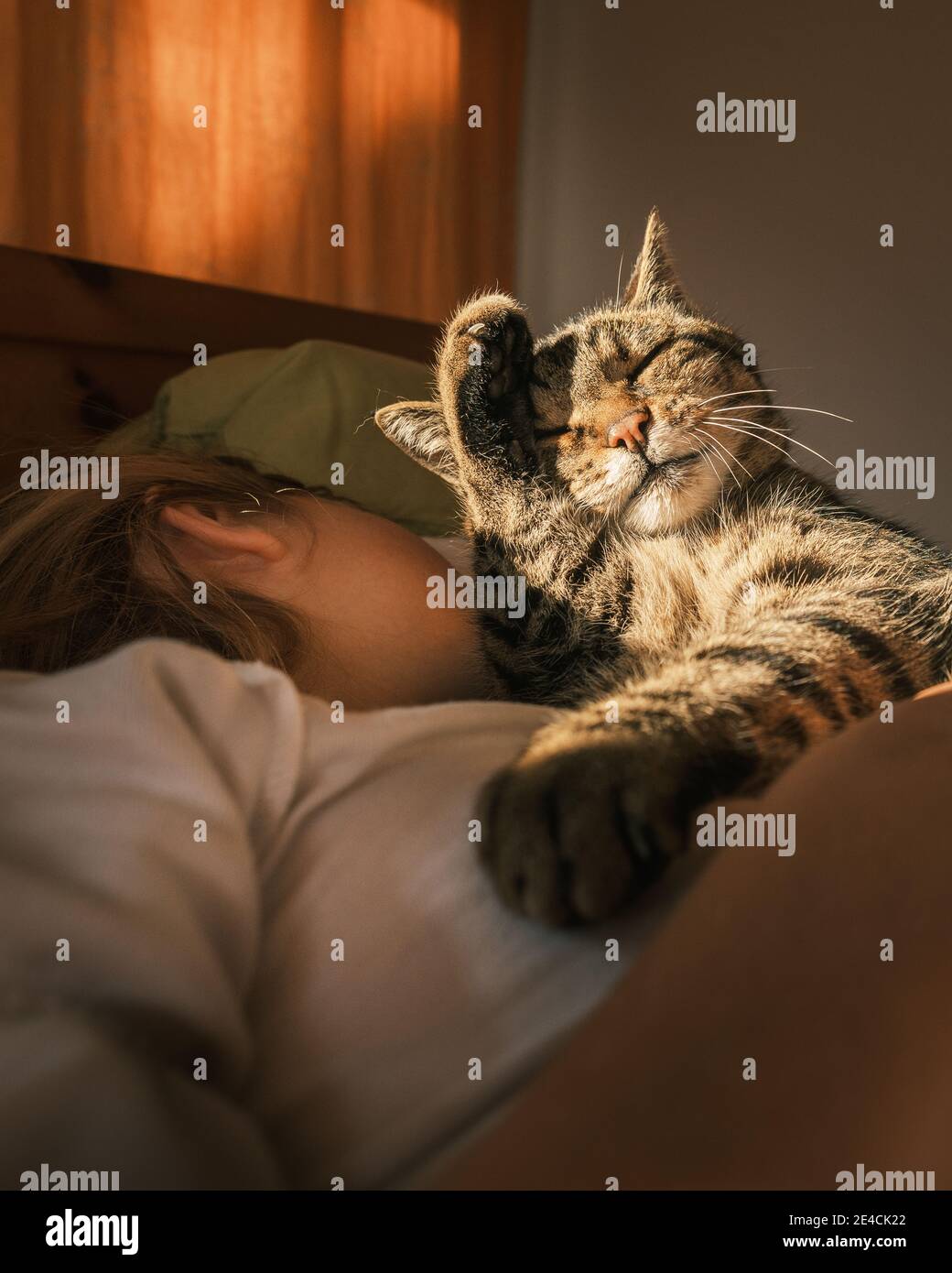 Gatto nel letto di una ragazza durante il lavaggio del mattino Domenica per il primo raggio di sole Foto Stock
