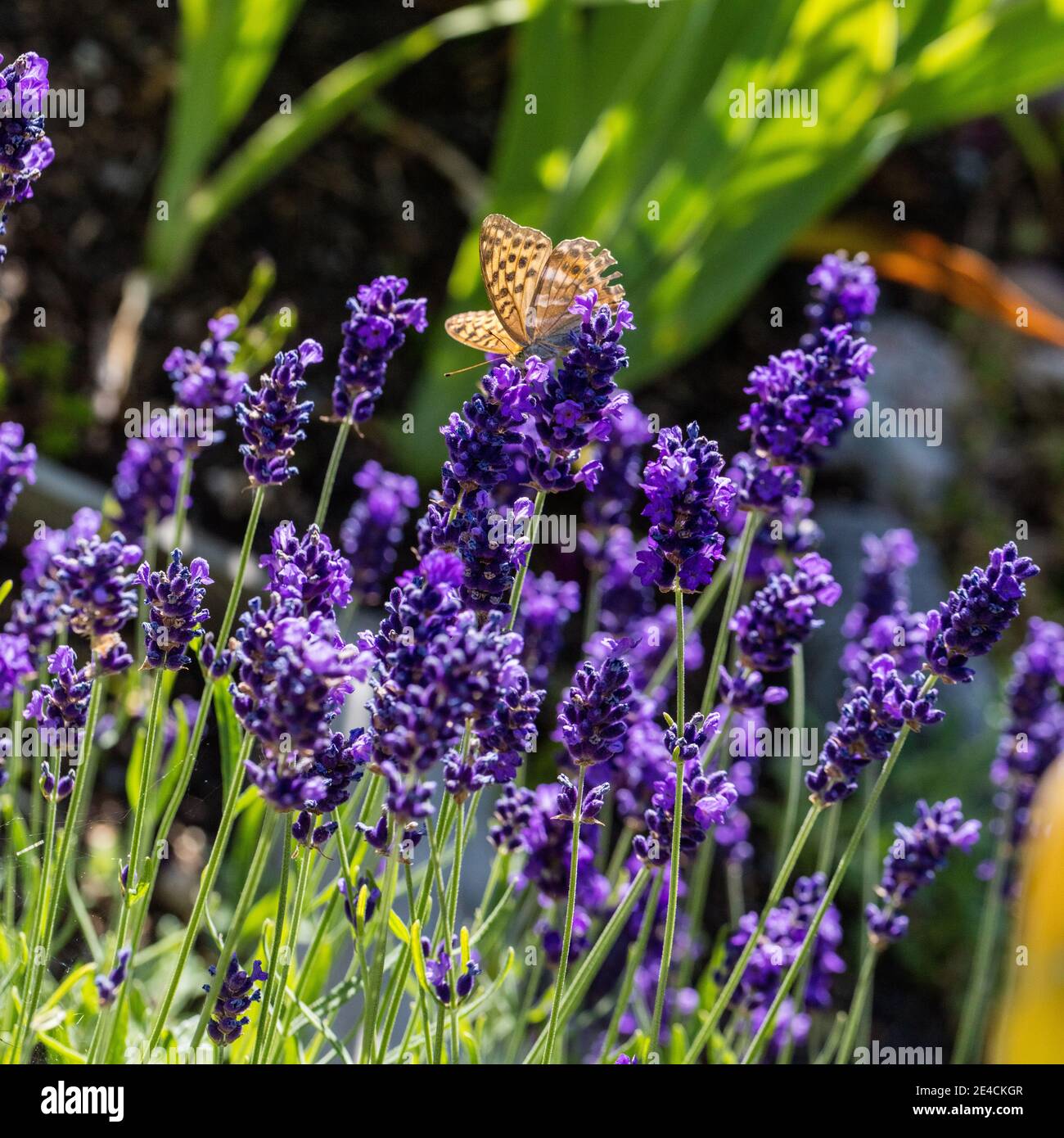 Lavanda inglese, Lavendel (Lavandula angustifolia) Foto Stock
