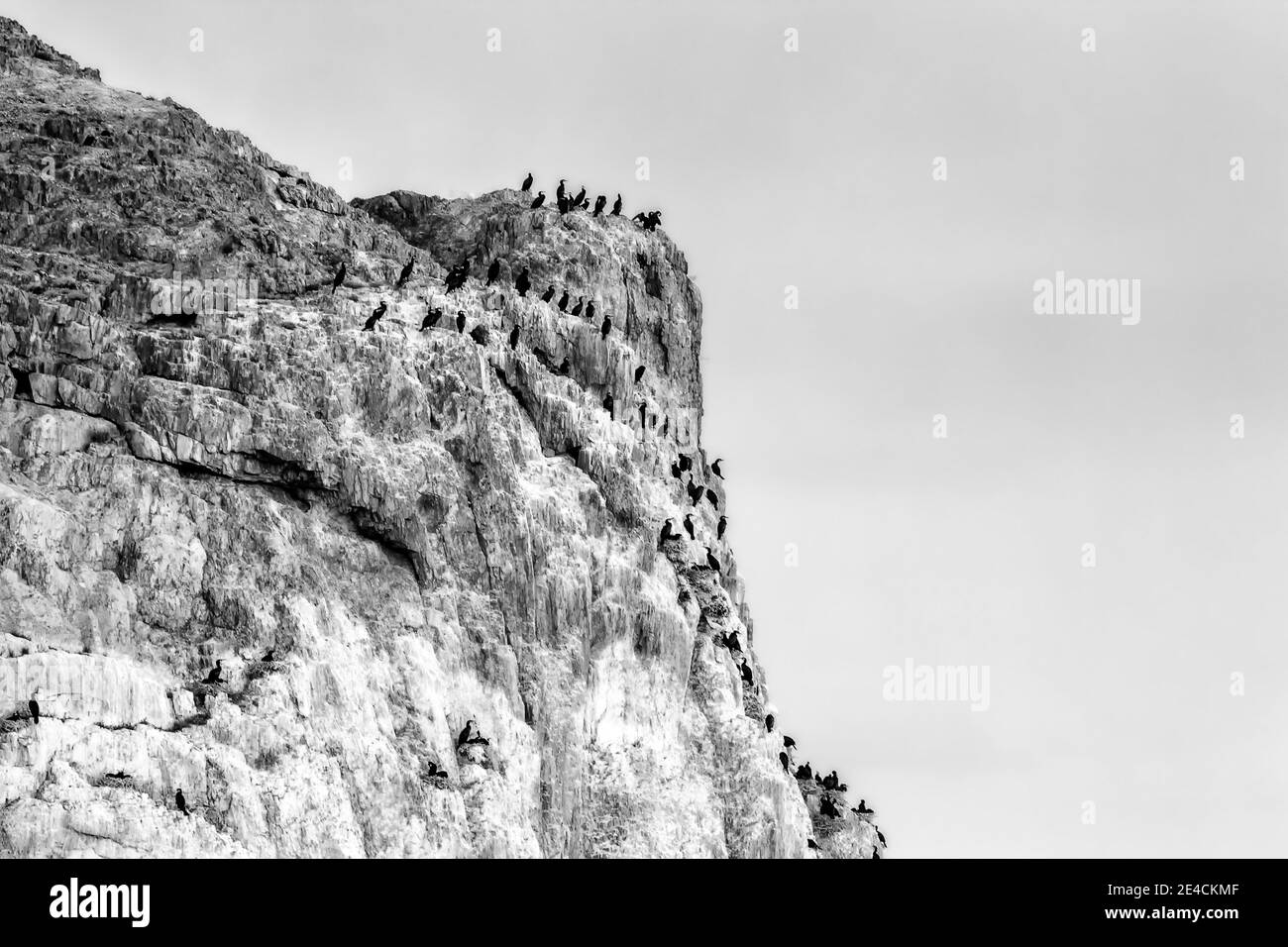 Stormo di oche selvatiche che riposano sulle rocce di calcare bianco di Khetsuu Khad al lago Khyargas nella Mongolia occidentale Foto Stock