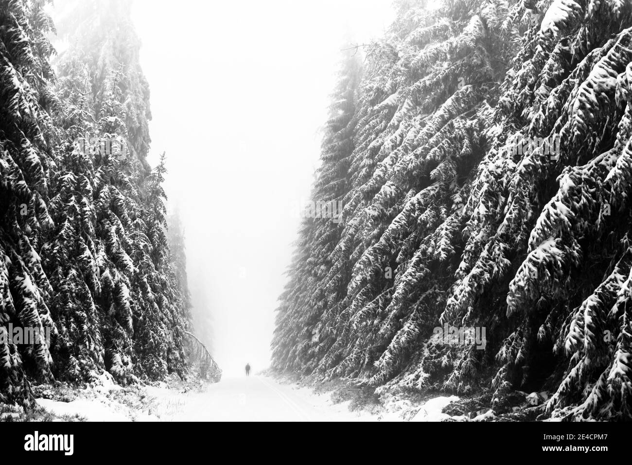 Germania, Baden-Wuerttemberg, Foresta Nera, Kaltenbronn, sci di fondo in pista nella foresta innevata di abeti Foto Stock