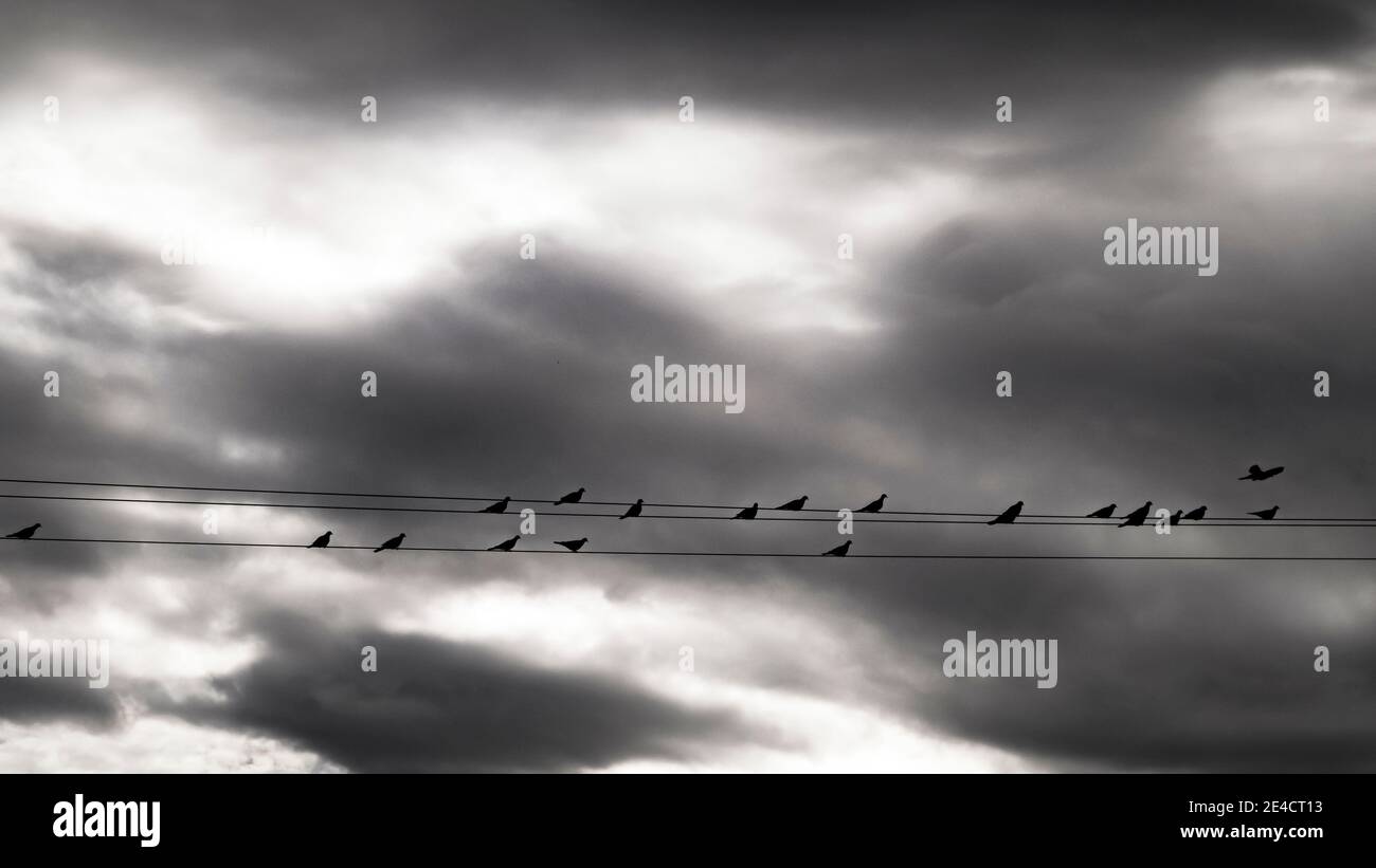 I piccioni della foresta sulla linea di alimentazione a Coursan in autunno Foto Stock