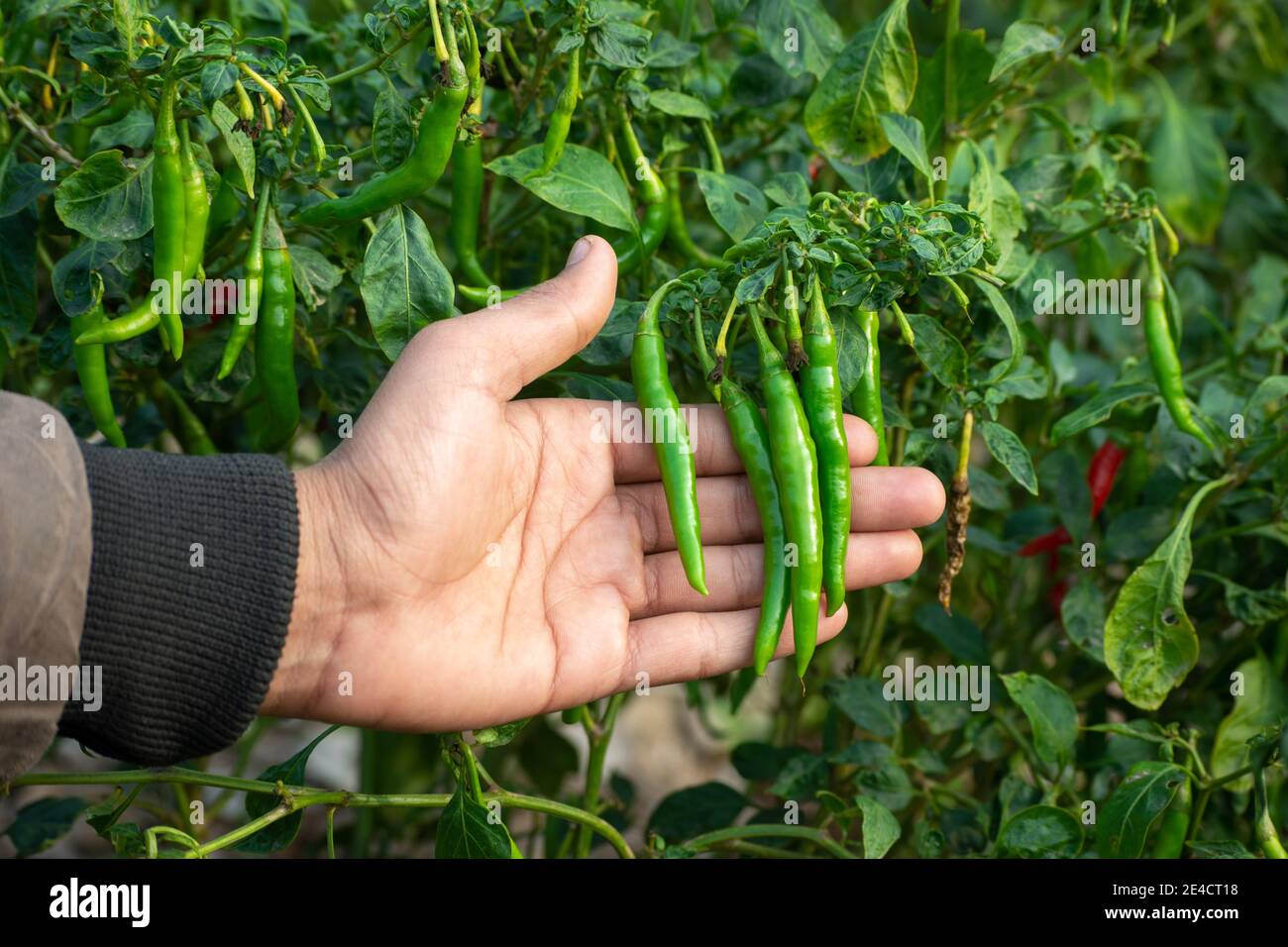 Mano che tiene il peperoncino verde in orto Foto Stock