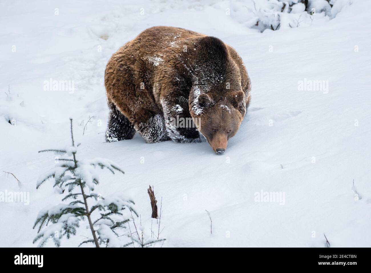 Orso in inverno Foto Stock