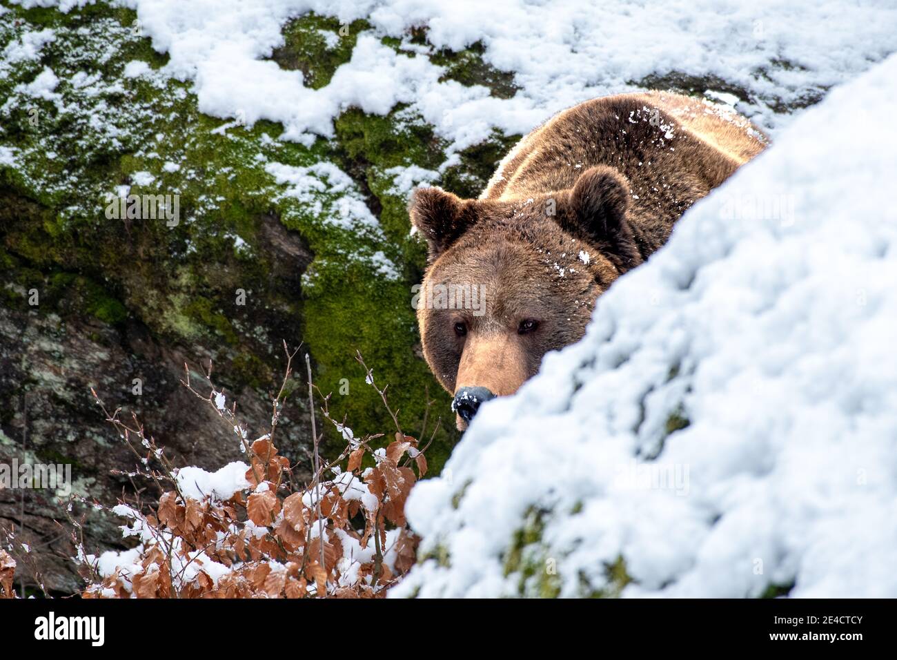 Orso in inverno Foto Stock
