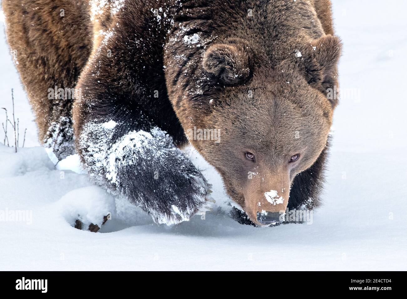 Orso in inverno Foto Stock