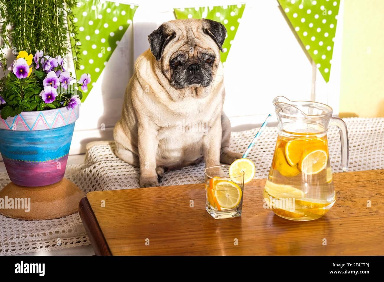 Bel cane pug divertente guardando una dieta sana limonata sul tavolo. Concetto di perdita di peso con animale - stile di vita sano e acqua bevanda Foto Stock