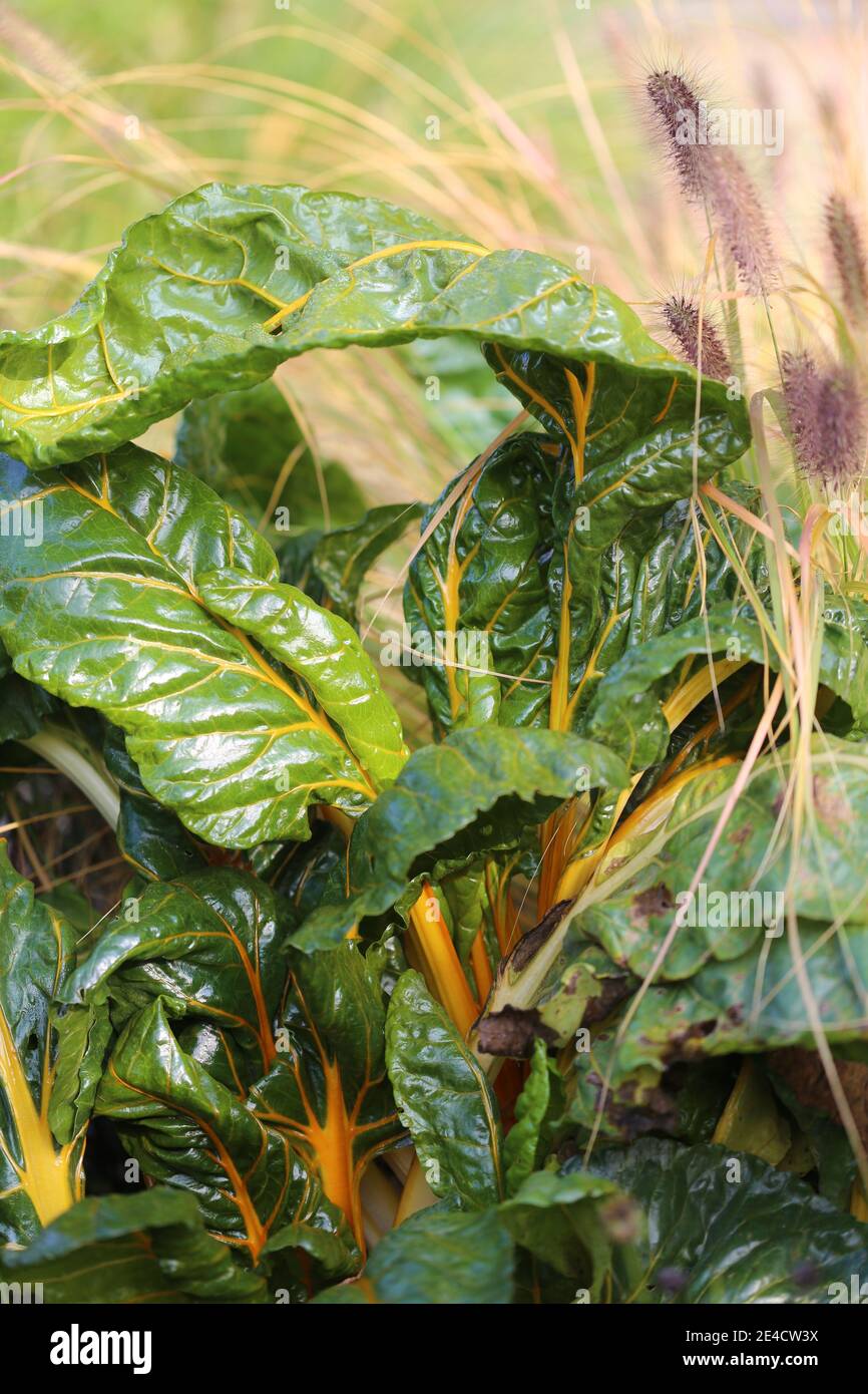 Chard 'Bright Lights' (Beta vulgaris) mescolato con erbe Foto Stock