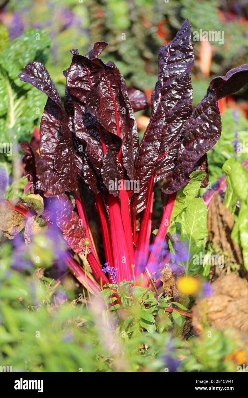 Chard 'Bright Lights' (Beta vulgaris) mescolato con fiori estivi Foto Stock