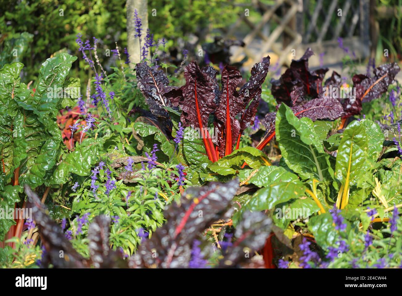 Chard 'Bright Lights' (Beta vulgaris) mescolato con fiori estivi Foto Stock