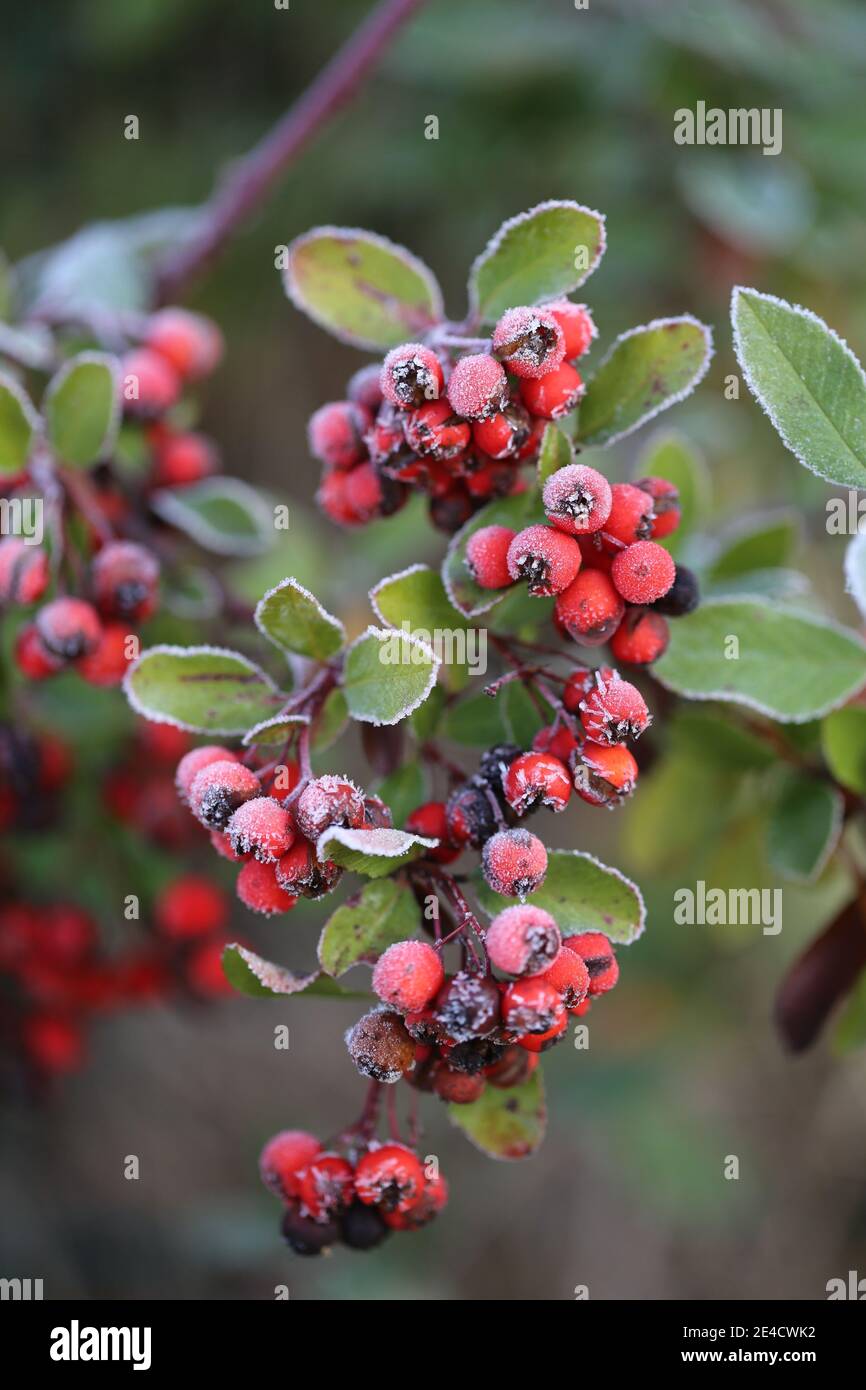 Bacche ricoperte di gelo del focolare mediterraneo (Pyracantha coccinea) Foto Stock