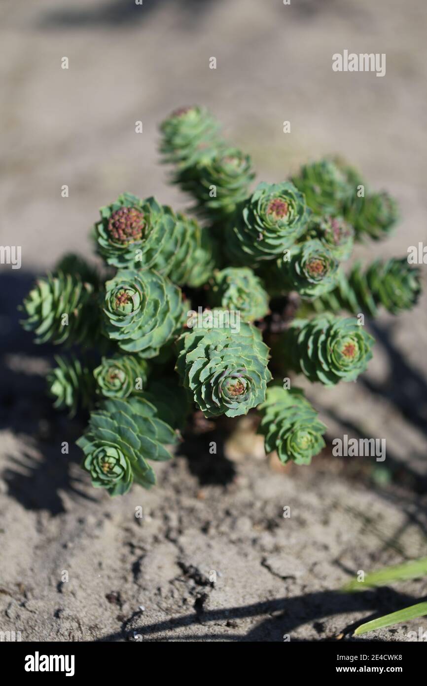 Radice di rosa (rosea di Rhodiola) su terreno sabbioso Foto Stock