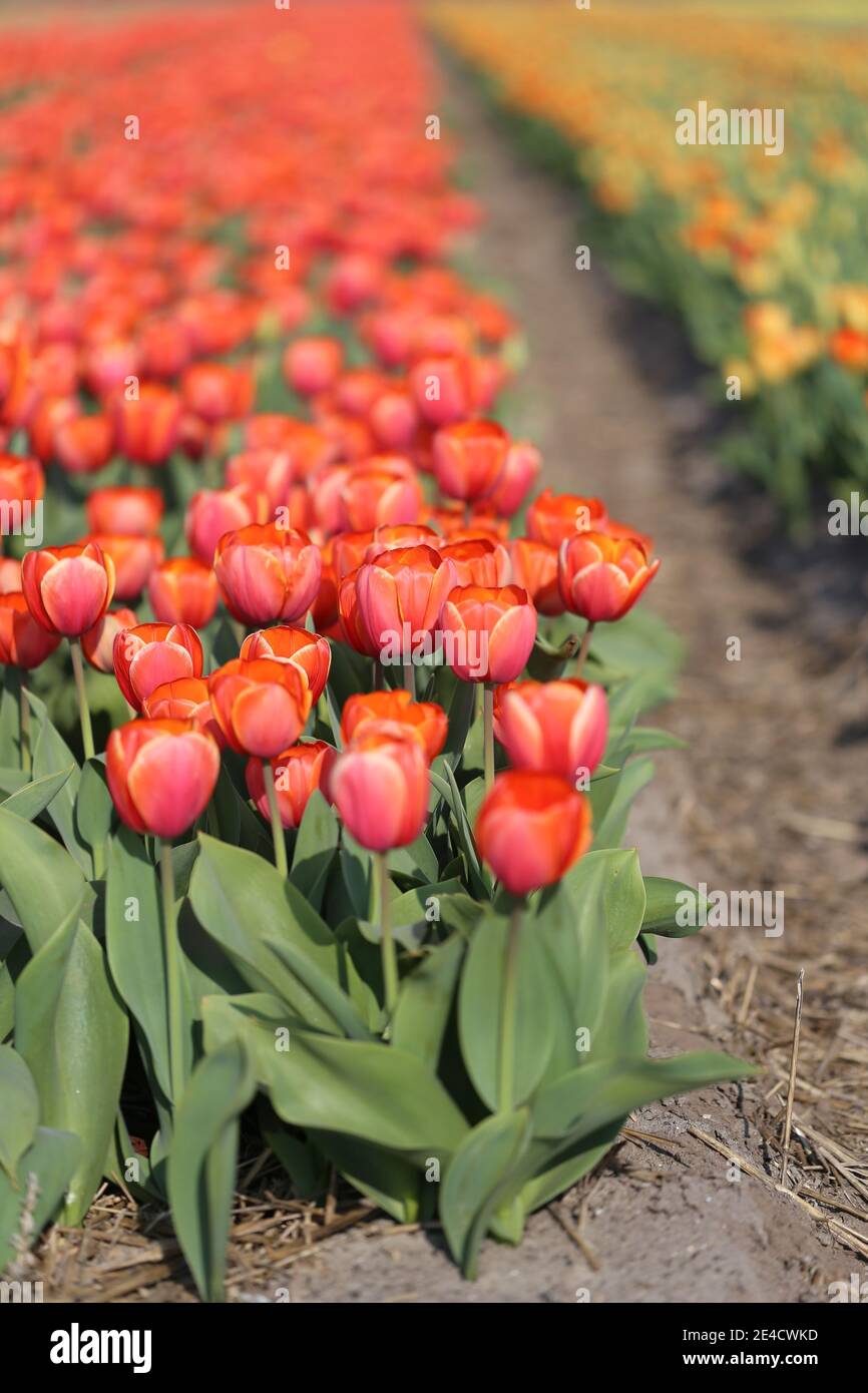 Campo di tulipani a Bollenstreek, Paesi Bassi Foto Stock