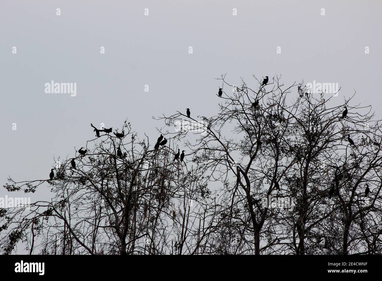 Alberi, uccelli Foto Stock