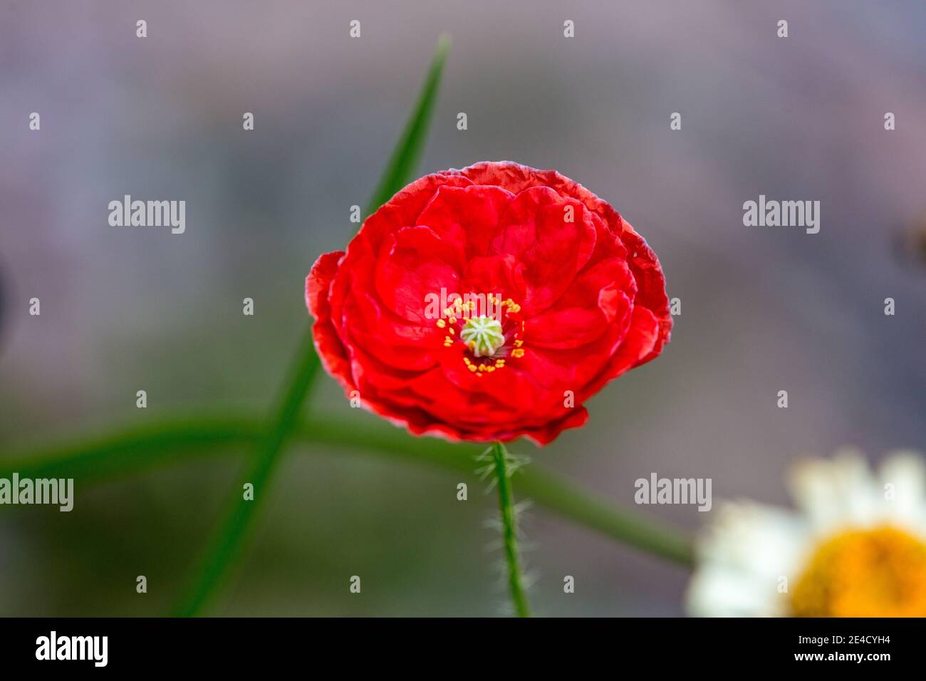 'Shirley, Falling in Love' Poppy di mais, Kornvallmo (Papaver rhoeas) Foto Stock