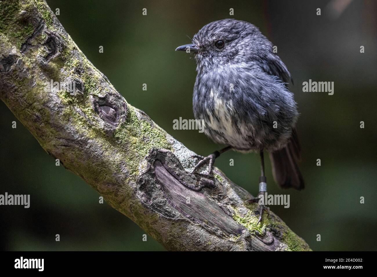 Isola del Nord robin ( Petroica longipes ) Foto Stock